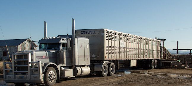 Help Care for the Rescued Gila Herd