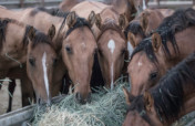 Help Care for the Rescued Gila Herd