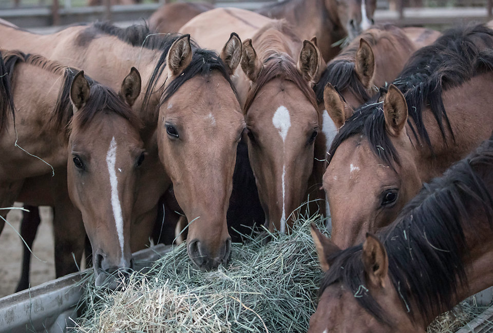 Help Care for the Rescued Gila Herd