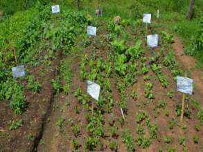 Student garden project