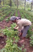 Mary harvesting peppers.