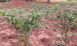 Pepper plant from women's garden