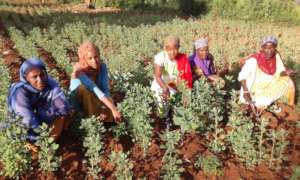 Women with quinoa plants, GrowEastAfrica