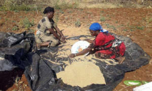 Mega area IDP women selling teff at market