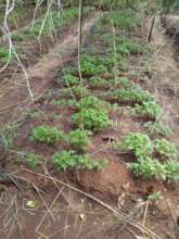 Seedlings in the field before the rains.