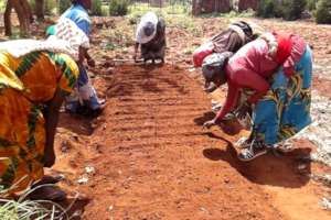 Sowing in the spring before the rains