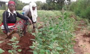 A community garden organized by GrowEastAfrica
