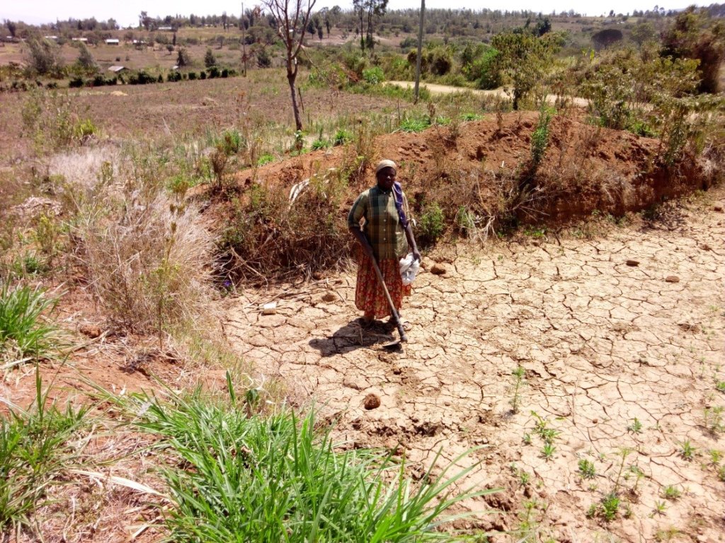 Drought-Resilient Gardens for East Africa
