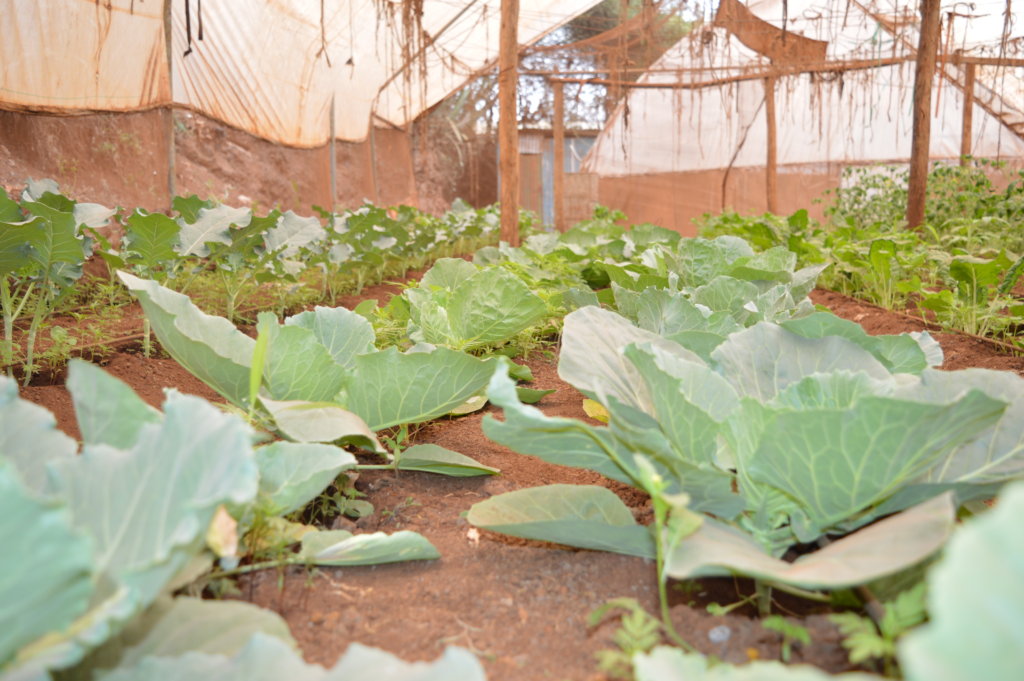 Drought-Resilient Gardens for East Africa