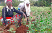 Drought-Resilient Gardens for East Africa