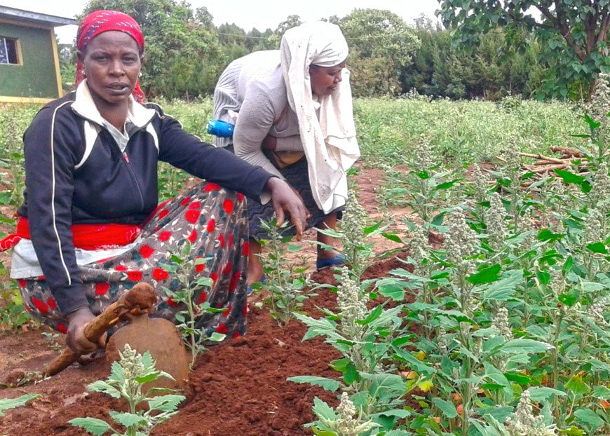 Drought-Resilient Gardens for East Africa