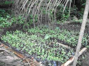 Tree nursery for native species replanting