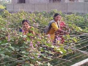Kitchen Garden