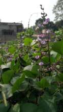 Kitchen Garden