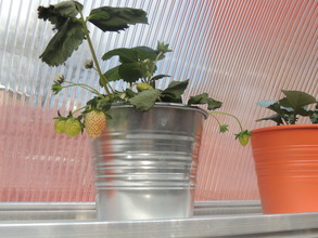 Our strawberry will soon have other companions!