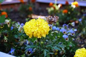 butterfly in garden