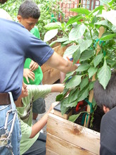 pick the peppers from the base