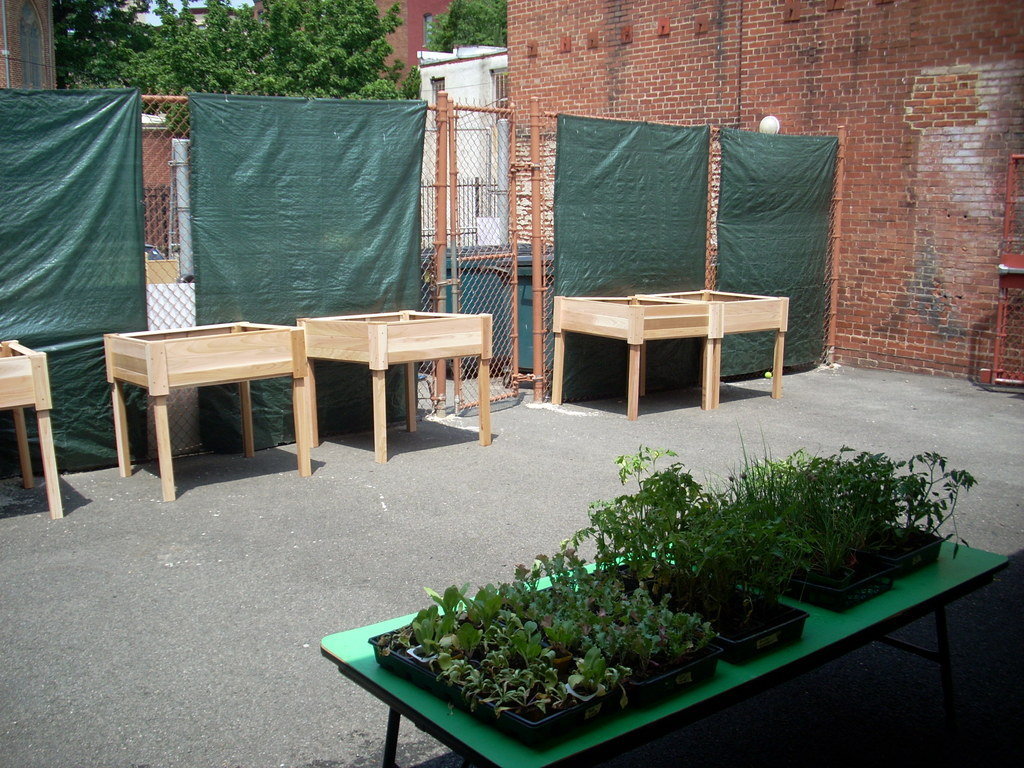 School Yard Garden in Inner City DC