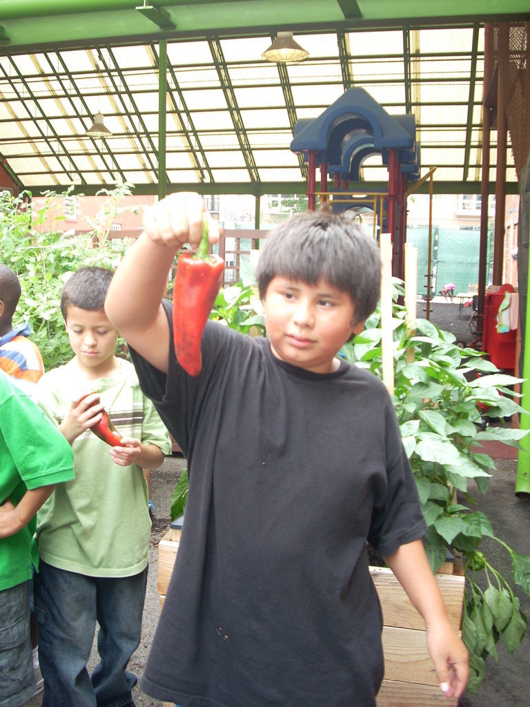 School Yard Garden in Inner City DC