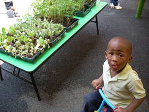 Beginnings of the garden