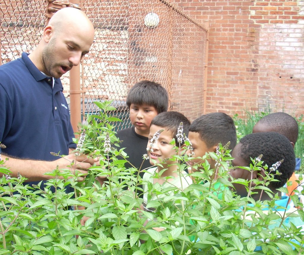 School Yard Garden in Inner City DC