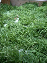 Winter Rye with snow