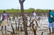 Reforest 20000 Mangrove Plants