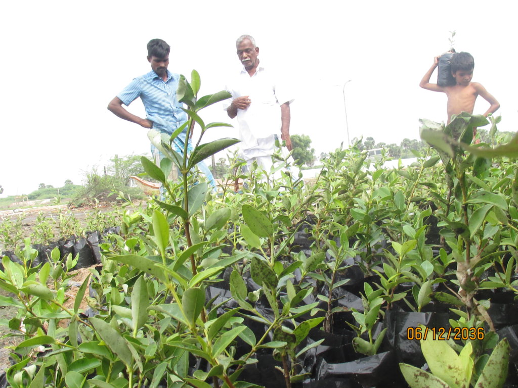 Nursery running for 100000 trees planting