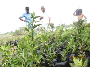 Nursery running for 100000 trees planting