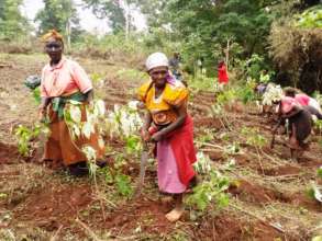 Forest restoration
