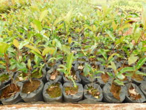 Seedlings