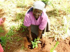 Tree planting on farm