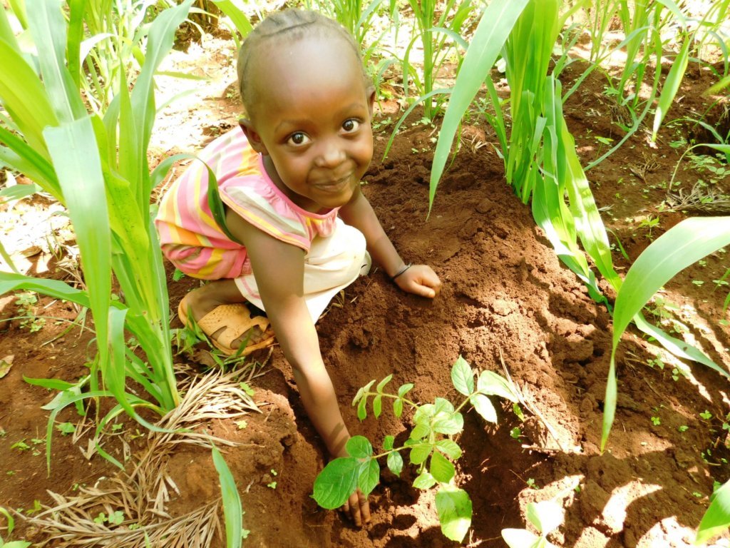 Plant 50,000 Trees in Mount Kenya Forest