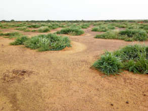 Plants grow in the water retention basins