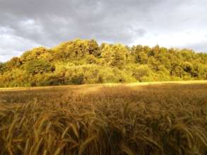 Our wheat is ready for harvest!