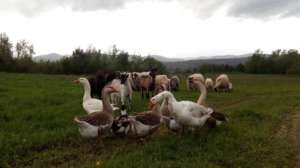 Our new farm residents! Geese, Goats and Lambs!
