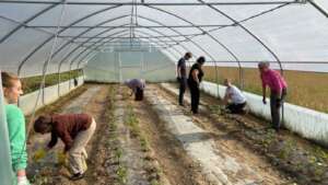 Volunteers working in the greenhouse