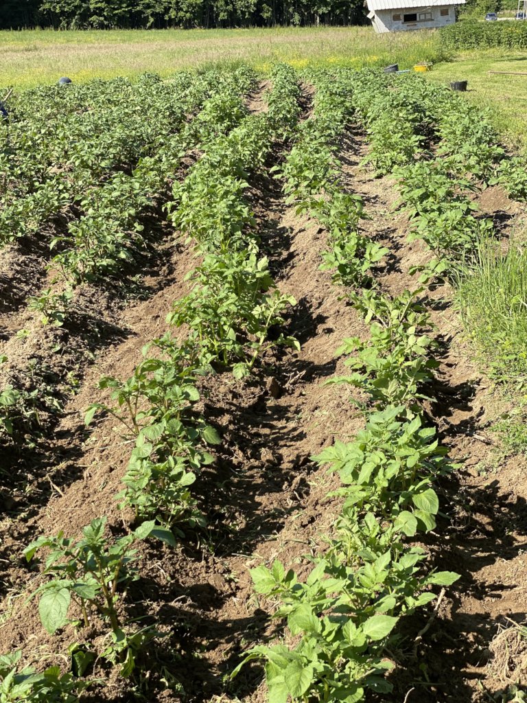 Support a Peace Farm in Bosnia and Herzegovina