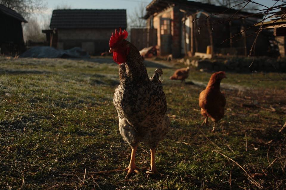 Support a Peace Farm in Bosnia and Herzegovina