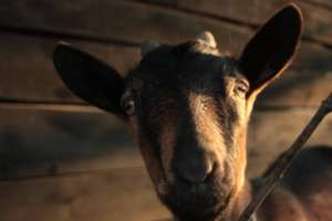 Peace Goat
