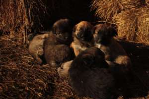 Puppies on Farm