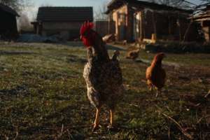 Chickens