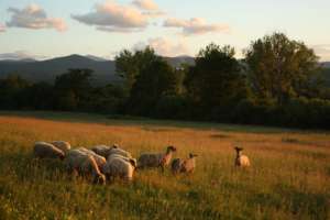 Sheep on the Peace Farm