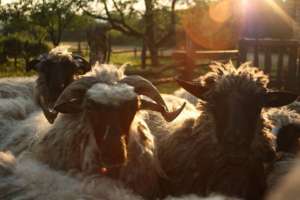 Peace Sheep
