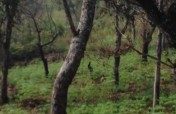 Temple forest conservation in rural Tamil Nadu