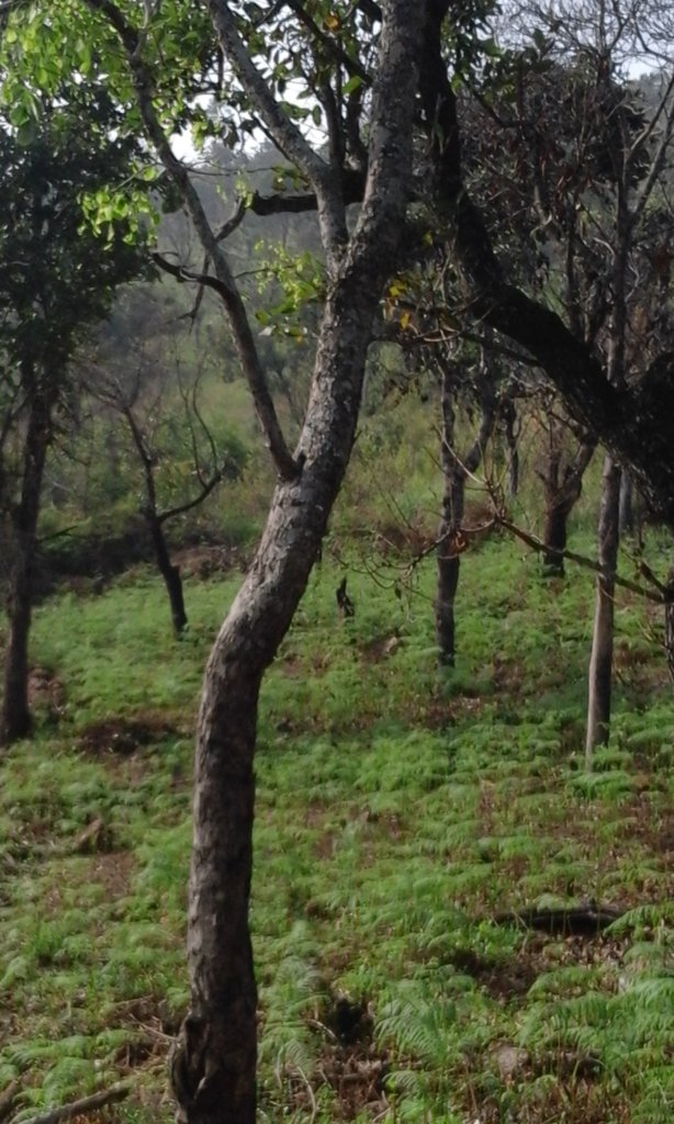 Temple forest conservation in rural Tamil Nadu