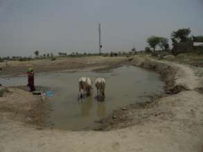 Human and Animals are Drinking Water from the Pond