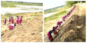 Planting trees by the river