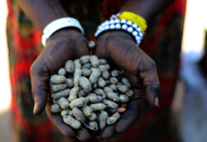Peanuts from Diana's farm