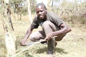 Kipkoskei at his family acacia farm